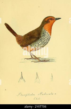 Über einige Vögel von Chili, [St. Petersburg, Académie impériale des Sciences, 1830-1835. Chile, Birds, Ornithology, Scelorchilus rubecula, Ein schlanker Vogel, der eine Kombination aus erdigen Braun- und leuchtenden Orangetönen zeigt. Der Kopf ist mit satten braunen Federn verziert, die sich von einem auffälligen orangen Hals abheben. Die Brust ist mit komplizierten Grau-Flecken versehen, die ihrem Aussehen Textur verleihen. Darunter befinden sich drei stilisierte Abbildungen des Vogelschnabels, die seine schlanke, spitze Form demonstrieren. Die Gesamtkomposition unterstreicht die Eleganz des Vogels und die charakteristischen Farbmuster, Stockfoto