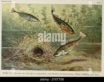 Unsere SuÌ, 6Ã8wasserfische Leipzig, Quelle & Meyer, 1913. 59743 Fische Süßwasserfische Deutschland Bildwerke Fischichthyologie Gasterosteus aculeatus Dreidornstacheln Gasterosteus aculeatus aculeatus großer Stichling Gasterosteus pungitius Pungitius Pungitius winziger Burn stickle kleiner Stichling Heinrich Harder 1 Brennstacheln Fischeier Fischeier Fischnester Nester auf Sci Art Arthropoden zeigt die Szene eine Vielzahl von schwimmenden Fischen. Im Vordergrund steht ein größerer Fisch, der in i komplizierte Details zeigt Stockfoto