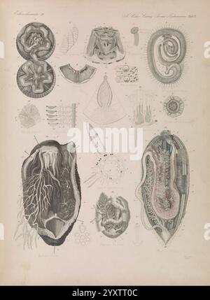 Icones zootomicae, Leipzig, W. Engelmann, 1857, Atlanten, Anatomie, vergleichende, detaillierte wissenschaftliche Illustration, die verschiedene anatomische und biologische Strukturen zeigt, einschließlich komplizierter Darstellungen von Meereslebewesen und -Organismen. Die Komposition enthält eine Vielzahl von Themen wie Muscheln, einen Querschnitt einer Qualle und detaillierte Ansichten anderer Meeresbewohner und botanischer Formen. Jede Illustration ist sorgfältig mit entsprechenden Titeln und Beschriftungen beschriftet, die einen umfassenden Überblick über die Komplexität von Lebensformen und ihre anatomischen Merkmale bieten Stockfoto