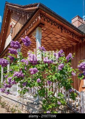 Vor einem traditionellen Herrenhaus aus Święcany aus dem Jahr 1861 im Museum für Volksarchitektur in Sanok steht ein leuchtender Fliederstrauch in voller Blüte. Stockfoto