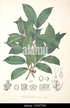 Florae Columbiae Berolini apud Ferdinandi Duemmleri Successores 1858-69 Pflanzen Kolumbien Chromolithographien grafische Medien, die Illustration zeigt einen Zweig der Pseudobulbous Art, hervorgehoben durch seine üppigen, langen Blätter mit einem satten grünen Farbton. Die zentrale Pflanzendarstellung umgibt komplizierte botanische Skizzen verschiedener Elemente, die mit dieser Art assoziiert sind, darunter Blumen in verschiedenen Blütestadien, Früchte und Samenstrukturen. Jedes Detail unterstreicht die Komplexität der reproduktiven Anatomie der Pflanze und hebt ihre einzigartigen Eigenschaften hervor, was zu einem besseren Verständnis beiträgt Stockfoto