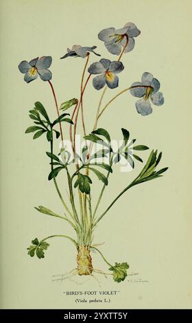 Schutzbedürftige Wildpflanzen. New York, New York Botanical Garden, 1912-[1929], Pflanzenschutz, Pflanzen, Mary Emily Eaton, Mary Emily Eaton, Viola pedata, Vogelfußviolett, Meeaton, Frauen in der Wissenschaft. eine zarte Gruppe von Vogelfuss-Violett (Viola pedata L.) ist abgebildet, die ihre bezaubernden hellblauen Blüten mit dezenten violetten Adern zeigt. Die Blüten sind auf schmalen grünen Stielen angeordnet, die von einem robusten, im Boden eingebetteten Wurzelsystem aufsteigen. Um die Stiele herum sind üppige, palmatartige Blätter, die der Szene einen Hauch von lebhaftem Grün verleihen. Diese Pflanze, bekannt für ihre einzigartigen Fußblüten, e Stockfoto