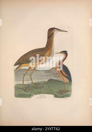 Illustrationen der amerikanischen Ornithologie von Alexander Wilson und Charles Lucien Bonaparte, Edinburgh, Frazer & Co, 1835, Birds, USA, Nordamerika, Bildwerke, die Szene zeigt zwei elegant dargestellte Reiher, die nebeneinander stehen. Der größere Vogel zeigt komplizierte Muster von Braun und Cremes auf seinem Gefieder, die seinen anmutigen Hals und seinen langen Körper hervorheben, während er in einer ruhigen Haltung vor dem Hintergrund einer ruhigen Landschaft in der Nähe eines Gewässers steht. Der kleinere Reiher, mit markanten Kontrasten aus tiefem Blau und Rosttönen, ergänzt den größeren, wachsamen wi Stockfoto