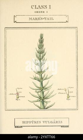 Elemente der Wissenschaft von Botany, London, gedruckt von T. Bensley für J. Murray. 1812. Pflanzen, Klassifizierung, Bildwerke, Eine detaillierte Darstellung der Stutenschwanzpflanze, wissenschaftlich bekannt als Hippuris vulgaris, wird gezeigt, wobei der Schwerpunkt auf ihrer langen, schlanken Struktur liegt. Die Pflanze ist mit mehreren gewellten Blättern dargestellt, die ihre charakteristische Form zeigen. Das mittlere Bild wird durch kleinere Abbildungen ergänzt, die bestimmte Merkmale wie die Anordnung der Blumen und Blätter hervorheben, sowie durch beschriftete Abbildungen als Informationsmaterial. Die Komposition ist von einem formalen Titel, i, eingerahmt Stockfoto