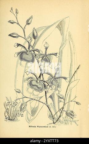 Gartenflora, Erlangen, F. Enke, 1852-1940, Botanik, Gartenbau, Deutschland, Zeitschriften, Pflanzen, Zierpflanzen, Pflanze, Blume, eine komplexe botanische Illustration, die eine Miltonia Warscewicz Orchidee in Blüte zeigt. Die detailreiche Darstellung unterstreicht die einzigartige Form und Textur der Blüten, die sich durch zarte Blütenblätter und auffällige Markierungen auszeichnen. Die Orchidee umgibt stilisierte Blätter und kleinere Pflanzen, die der Komposition Tiefe verleihen. Der wissenschaftliche Name ist unten elegant dargestellt, was die Klassifizierung der Pflanze unterstreicht und zu einer weiteren Erkundung ihrer natürlichen Schönheit einlädt. Das Gesamtdesign Stockfoto