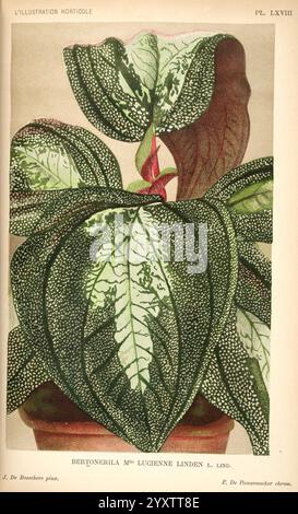 L'Illustration horticole, Gand, Belgien, Imprimerie et lithographie de F. et E. Gyselynck, 1854-1896, Blumenzucht, Gartenbau, Gewächshäuser, Gartenbau, Zeitschriften, die Illustration zeigt eine exotische Pflanze, die als Begonia lucerna bekannt ist. Es zeigt große, strukturierte Blätter mit komplizierten Mustern, die eine einzigartige Kombination aus dunklen und hellgrünen Tönen zeigen. Das Laub der Pflanze wird durch markante weiße Flecken hervorgehoben, die ihre optische Anziehungskraft verstärken. In der Mitte taucht ein leuchtend roter Stab auf, der zu einem Blumenstrauß führt, der einen Farbtupfer auf dem üppigen Grün hinzufügt. Dies Stockfoto