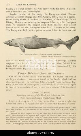 Shadows in the Sea, Philadelphia, Chilton Books[1963], Shark, Woodshole, Chondrichthyes, Centroscymnus coelolepis, portugiesischer Hai, portugiesischer Hahnenhai, der Text befasst sich mit dem portugiesischen Hai, der wissenschaftlich als *Carcharoscyllium commersoni* bekannt ist, und hebt seine bemerkenswerten Eigenschaften und seinen Lebensraum hervor. Er erwähnt die beeindruckende Größe des Fisches, mit bis zu 3 Fuß reichenden Exemplaren und seine Verbreitung in den Gewässern vor Portugal und dem Nordatlantik. Die Sektion betont die Klassifizierung des Hais in der Familie der Dalatiidae, auch bekannt als rückenlose Hundefische. Er berührt kurz seinen Verwandten Stockfoto