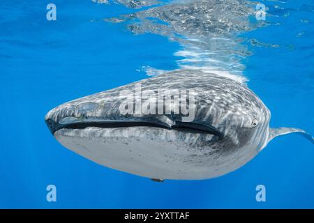 Walhai, Rhincodon typus, mit juvenilen Gelbfischen, Carangoides bartholomaei, Isla Mujeres, Mexiko, Golf von Mexiko, Karibik, Atlantik Stockfoto