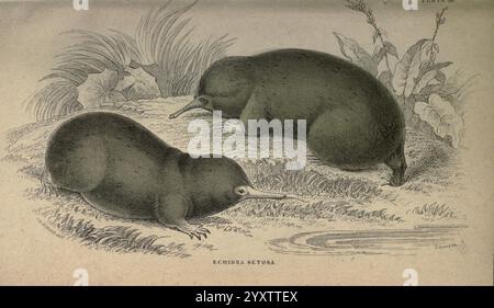 Die Naturforschungsbibliothek Edinburgh W. H. Lizars 1833- Mammalia Säugetiere echidna echidna setosa, diese Illustration zeigt zwei Echidnas, die in einem naturalistischen Stil dargestellt sind. Die Lebewesen zeichnen sich durch ihre runden Körper, ihre kurzen Gliedmaßen und ihre langen Schnauzen aus, mit denen sie Insekten und Larven fressen. Ihre stacheligen Mäntel werden durch Schattierungen vorgeschlagen, wodurch ihre einzigartige Textur hervorgehoben wird. Der Hintergrund umfasst einfaches Laub, was auf einen natürlichen Lebensraum hindeutet. Der Titel „Echidna setosa“ zeigt die Art an und bietet einen lehrreichen Einblick in diese faszinierenden Monotreme, die für Legewesen bekannt sind Stockfoto