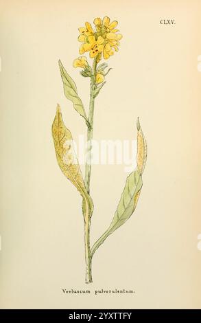 Blumen, Engadine, Winchester, Gedruckt, Autor Warren, Sohn, 1891, Engadine, Blumen, Bildwerke, Pflanzen, Schweiz, Eine botanische Illustration, die eine blühende Pflanze darstellt, identifiziert als Verbascum pulverulentum. Das Bild zeigt einen hohen Stiel, der mit hellgelben Blüten verziert ist, jede mit einer zarten Struktur und leicht abgerundeten Blütenblättern. Unter den Blüten weisen längliche grüne Blätter eine gerippte Textur auf, einige davon weisen hellbraune Markierungen auf. Der Hintergrund ist dezent, sodass die Details und Farben der Pflanze deutlich hervorstechen. Unten ist der Name der Art elegant Stockfoto