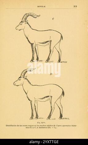 Fauna Ibérica, mamíferos, Madrid, Museo Nacional de Ciencias Naturales, 1914, Säugetiere, Spanien, taxonomy:trinomial= caprapyrenaicahispanica, Taxonomy:trinomial= caprapyrenaicalusitanica, Steinbock, diese Abbildung zeigt zwei detaillierte Darstellungen einer Ziegenart, die wahrscheinlich für einen wissenschaftlichen oder pädagogischen Kontext bestimmt ist. Die erste Illustration mit dem Titel „C“ zeigt die anatomische Struktur von *Capra pyrenaica hispanica* und hebt seine besonderen physischen Eigenschaften hervor, wie die gekrümmten Hörner, die Körperform und die Beinstruktur. Die zweite Abbildung mit der Bezeichnung ''D' stellt *Capra iberica*, displayin dar Stockfoto