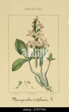 Album de la Flora médico-farmacéutica é Industrial, Indígena y exótica, Madrid, Impr. De la Galería literaria, 1862-64, Botanik, Wirtschaft, Heilpflanzen, malerische Werke, der New York Botanical Garden, ist Alcedo, Eine botanische Illustration, die die Pflanze Menyanthes trifoliata, allgemein bekannt als Buckbohne, zeigt. Die Darstellung zeigt eine detaillierte Darstellung der charakteristischen dreiblättrigen Anordnung der Pflanze und zarten Gruppen weißer bis blassrosa Blüten. Die Illustration betont die einzigartigen Eigenschaften der Pflanze, einschließlich der Form der Blätter und der Struktur des Blumenarrangements Stockfoto