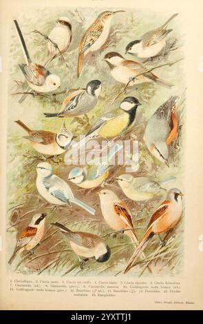 Atlante ornitologico, 1902, Birds, Europe, Eine wunderschön illustrierte Sammlung von verschiedenen Vogelarten, jede mit leuchtenden Farben und unverwechselbaren Merkmalen. Die Komposition zeigt eine vielfältige Auswahl an Vögeln, die zwischen Zweigen und Laub thront, und hebt ihr einzigartiges Gefieder und ihre Eigenschaften hervor. Die nummerierten Etiketten neben jedem Vogel dienen als Hinweis zur Identifizierung, zusammen mit den jeweiligen Namen. Diese Illustration dient sowohl als künstlerische Darstellung als auch als informativer Leitfaden für die Ornithologie und erfasst den Charme und die Vielfalt des Vogellebens in einer natürlichen Umgebung. Stockfoto