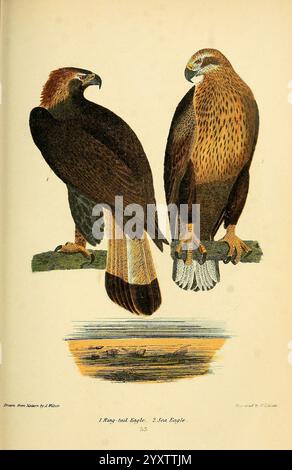 Amerikanische Ornithologie oder die Naturgeschichte der Vögel der Vereinigten Staaten, Petter & Galpin [187-], Birds, United States, Aquila chrysaetos, Goldadler, Haliaeetus albicilla, Seeadler, das Bild zeigt zwei majestätische Adler auf Ästen, die ihr beeindruckendes Gefieder und ihre Besonderheiten hervorheben. Auf der linken Seite befindet sich der Ringschwanzadler, der sich durch seine dunklen Federn und seinen auffällig definierten Schwanz auszeichnet. Auf der rechten Seite befindet sich der Seeadler, bekannt für seine hellere Färbung und seine komplizierten Flecken auf der Brust. Unter den Adlern ist eine ruhige Landschaft dargestellt, die auf eine natura hindeutet Stockfoto