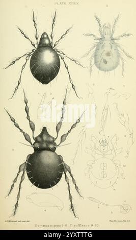 British, Oribatidae, London, The Ray Society, 1884-1888, Großbritannien, Milben, Arachnida, Oribatidae, die Abbildung zeigt eine detaillierte Untersuchung der Spinnenarten *Dammanus nitens* und *D. Sufflexus*. Die Komposition umfasst verschiedene Perspektiven der Spinnen: Die dorsale Ansicht, die die Körperstruktur und die markanten Merkmale zeigt, sowie die ventrale Ansicht, die den Unterbauch und die Beine hervorhebt. Zwei kleinere Abbildungen am unteren Rand zeigen anatomische Details wie Mundteile und Beinstrukturen und geben Einblicke in die Morphologie dieser Spachniden. Zahlen geben ein bestimmtes Teil an Stockfoto