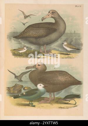 The Birds of North America, New York, 1903, Birds, North America, Bildwerke, Phoebastria albatrus, Kurzschwanzalbatros, Charadrius montanus, Bergpfeifer, Charadrius nivosus, Schneepflug, Phoebetria fusca, Rußalbatros, Larus heermanni, Heermanns Möwe, Tringa incana, wandertattler, die Szene zeigt eine Vielzahl von Vögeln in ihrem natürlichen Lebensraum und zeigt ihre charakteristischen Eigenschaften und Verhaltensweisen. Im oberen Teil befindet sich ein großer, robuster Vogel mit einem kräftigen Körper und einem langen, geschwungenen Schnabel, der majestätisch am Wasserrand steht. In der Umgebung befinden sich kleinere Vögel, darunter auch Stockfoto