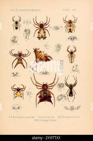 Amerikaner, Spinnen und, ihre, sich drehenden, Arbeit, V, 3, Akademie, of, Naturwissenschaften, of, Philadelphia, 1889, 93, Spinnen, USA, Arachnid, Arthropoda, Arthropoden, Seite, Schrecken, halloween, die Abbildung zeigt eine Vielzahl amerikanischer Spinnen und zeigt eine detaillierte Untersuchung ihrer einzigartigen Merkmale und Klassifikationen. Jede nummerierte Zahl hebt die unterschiedlichen Merkmale verschiedener Arten hervor, wobei die wissenschaftlichen Bezeichnungen angegeben sind. Das Arrangement enthält Darstellungen von Körperformen, Farbmustern und bemerkenswerten physischen Merkmalen, was eine pädagogische Ressource für darstellt Stockfoto