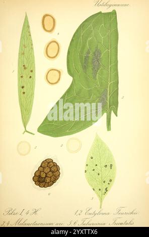 Prof. Dr. Thome's Flora von Deutschland, Österreich und der Schweiz, in Wort und Bild, für Schule und Haus, mit Tafeln von Walter Müller. Gera-Untermhaus, F.E. Kühler, 1886-1934. österreich, Botanik, Kryptogamia, Kryptogamen, Floras, deutschland, Pflanzen, schweiz, Pilze, diese Abbildung zeigt eine detaillierte botanische Studie, die verschiedene Stadien des Pflanzenlebens und der damit verbundenen Organismen zeigt. Im Mittelpunkt des Stücks steht ein markantes grünes Blatt mit komplexen Adern und Texturen sowie illustrierten Kreisen, die verschiedene Entwicklungsstadien oder Arten von Organismen darstellen. Die Darstellungen umfassen Stockfoto