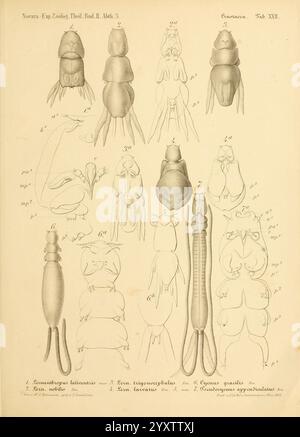 Reise der österreichischen Fregatte Novara Wien Kaiserlich 1861-75.jpg, diese Illustration zeigt eine detaillierte wissenschaftliche Darstellung verschiedener Kopffüßarten. Es enthält verschiedene Ansichten jedes Exemplars, wie dorsale, ventrale und laterale Perspektiven, wobei anatomische Merkmale wie Körperform, Tentakel und Siphon hervorgehoben werden. Die beschrifteten Figuren identifizieren verschiedene Arten und geben Einblicke in ihre morphologische Vielfalt. Insgesamt dient diese Bildungstabelle als wertvolle Referenz für das Studium der Meeresbiologie und die Klassifizierung von Kopffüßern. Stockfoto