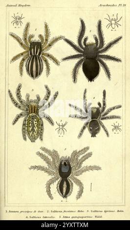 Das Tierreich, angeordnet nach seiner Organisation, London, G. Henderson, 1834, London, London, Eine detaillierte Illustration, die verschiedene Arten von Spinnen zeigt, jede mit ihren wissenschaftlichen Namen gekennzeichnet. Oben links ist der Amaurobius similis dargestellt, der sich durch seine komplizierte Körperstruktur und seine markanten Markierungen auszeichnet. Daneben befindet sich *Salticus floridanus*, der für seine lebendigen Muster bekannt ist. Die Mitte rechts zeigt *Salticus fucicola*, der durch seinen einzigartigen Farbkontrast erkannt wird. Darunter befindet sich *Salticus tenebricus* mit typischen Spinnenmerkmalen. Die größte Spinne der Serie, *Araneus Diad Stockfoto