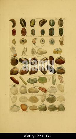 Index Testaceologicus London Willis and Sotheran 1856 Mollusks Muscheln, Eine umfassende Illustration, die eine Vielzahl von Muscheln zeigt, organisiert in einem systematischen Raster. Der obere Abschnitt verfügt über ovale und verlängerte Schalen, die zur Identifizierung mit entsprechenden Nummern gekennzeichnet sind. Unten sind verschiedene Muscheln und Gastropoden in verschiedenen Formen und Größen dargestellt, die komplizierte Muster und Texturen zeigen. Einige Schalen heben leuchtende Farben hervor, während andere eher dezente Töne aufweisen. Diese pädagogische Darstellung dient als wertvolle Ressource für die Identifizierung und Untersuchung von Muscheln und spiegelt die Schönheit wider Stockfoto