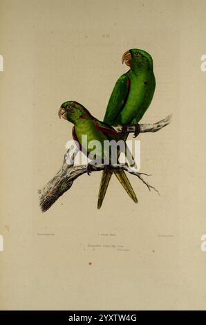 Iconographie des perroquets, Paris, P. Bertrand, 1857, Bird, Vögel, Papageien, Papageien, Bildwerke, beliebte Werke, Psittacara euops, kubanischer Sittich, Ein Paar leuchtend grüner Papageien, die anmutig auf einem schlanken Zweig thronen. Ihre Federn zeigen satte Grüntöne mit roten und gelben Anklängen in der Nähe ihrer Schwänze. Beide Vögel weisen besondere Merkmale mit ausgeprägten Schnäbeln und ausdrucksstarken Augen auf. Sie scheinen ihre Umgebung zu beobachten und zeigen ein Gefühl der Neugier und Ruhe in ihrem natürlichen Lebensraum. Der strukturierte Zweig fügt der Szene ein rustikales Element hinzu, das das Gesamtbild verbessert Stockfoto