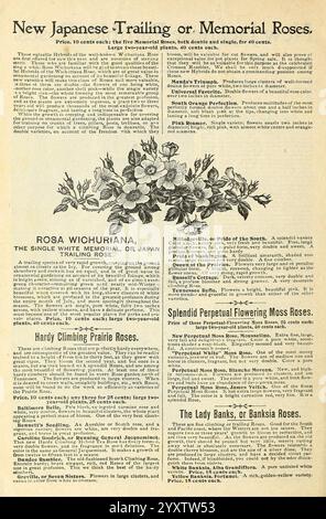 Die besten Häuser Amerikas Pflanzen meine Blumen, warum nicht? Springfield, Ohio Baines, 1899 Blumen Samen Kataloge Pflanzen Zierzwiebeln Pflanzen Handel Kataloge Saatgut Industrie und Handel Gartengeschichten in Blüte, der ausführliche Text enthält eine Sammlung von Beschreibungen für verschiedene Arten von Rosen, die ihre einzigartigen Eigenschaften und Pflegeanweisungen hervorheben. Sie betont die Schönheit und Widerstandsfähigkeit bestimmter Rosensorten wie Rosa wichuriana, bekannt für ihre Härte und Kletterfähigkeit. Das Stück erwähnt auch die Verfügbarkeit von Erinnerungsrosen und fördert die besonderen Qualitäten der einzelnen Arten Stockfoto