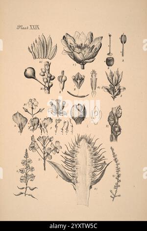 Plantenkunde voor Indie, Semarang, G. C. T. Van Dorp & Co, 1892, Indonesia, Plants, Eine Sammlung botanischer Illustrationen, die eine Vielfalt von Pflanzenarten zeigen. Das Layout enthält detaillierte Darstellungen von Blumen, Knospen, Samen und verschiedenen Pflanzenformen, die jeweils mit Buchstaben gekennzeichnet sind, um ihre spezifischen Teile oder Sorten zu kennzeichnen. Es werden verschiedene Wachstumsstadien und anatomische Strukturen dargestellt, die die Feinheiten der Pflanzenbiologie betonen. Diese umfassende Darstellung dient als Referenz für botanische Studien und unterstreicht die Schönheit und Komplexität des Pflanzenreiches. Stockfoto