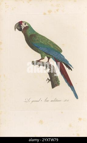 Histoire Naturelle des Perroquets A Paris Chez Levrault an IX an XIII, Ein wunderschön illustrierter grüner Papagei, Der auf einem Zweig thront und sein lebendiges Gefieder zeigt. Der Vogel hat eine auffällige rote Krone und einen langen Schwanz, der von blau zu rot wechselt. Unter dem Papagei ist der französische Satz „Le Grand Anas“ elegant verfasst, was auf eine Verbindung zur Art oder ihrer Bedeutung hindeutet. Die detaillierte Darstellung zeigt die komplizierten Texturen der Federn und das aufmerksame Verhalten des Papageiens und lädt zu Bewunderung für dieses exotische Vogelwesen ein. Stockfoto