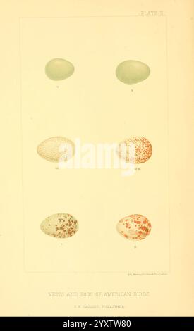 Nester, und Eier, von, amerikanisch, Vögel, [c1880], Vögel, Eier, Nordamerika, Nester, ausgezeichnet, die Illustration zeigt eine Sammlung von sechs verschiedenen Vogeleiern, die jeweils in einem Rasterformat dargestellt werden. Die Eier variieren in Form, Größe und Färbung, was die Vielfalt der Fortpflanzungseigenschaften der Vögel verdeutlicht. Die erste Reihe umfasst zwei Eier mit glatten Oberflächen, die verschiedene Farben und Muster aufweisen, einschließlich Sprenkeln. In der zweiten Reihe sind vier weitere Eier in verschiedenen Farben und Designs wie Flecken oder Marmorierung präsentiert. Unter den Eiern befindet sich ein Titel, der den Schwerpunkt auf „Nester und Eier von AME“ angibt Stockfoto