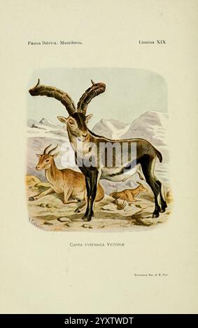 Fauna ibérica, mamíferos Madrid, Museo Nacional de Ciencias Naturales, 1914, Säugetiere, Spanien, Taxonomie: Trinomial = capra pyrenaica victoriae, Steinbock, die Szene zeigt eine Capra pyrenaica victoriae, allgemein bekannt als der Pyrenäensteinbock, die im Vordergrund steht. Dieses majestätische Tier zeichnet sich durch seine beeindruckenden, geschwungenen Hörner und sein markantes Fell aus, das sich harmonisch mit dem bergigen Gelände dahinter verbindet. Links ist eine kleinere Ziege abgebildet, die der größeren Figur einen Kontrast verleiht. Der Hintergrund zeigt eine zerklüftete Landschaft, komplett mit schneebedeckten Gipfeln und felsigen Ausbissen, e Stockfoto