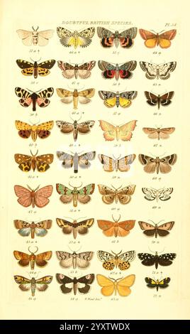 Index, entomologicus, London, William Wood, 1839, Schmetterlinge, Klassifizierung, Großbritannien, Identifizierung, schmetterlinge, Bildwerke, Insekten, Insekten, Entomologie, Eine Sammlung zahlreicher Schmetterlingsarten im Gitterformat, die ihre vielfältigen Muster und Farben zeigen. Jeder Schmetterling ist akribisch illustriert und hebt einzigartige Merkmale wie Flügelformen, komplizierte Designs und lebendige Farbtöne hervor. Die Schmetterlinge sind als Referenz nummeriert, mit einem Titel, der ihre Einstufung als „zweifelhafte britische Spezies“ angibt. Diese Präsentation dient als detaillierte Untersuchung der Lepidopterologie, Stockfoto