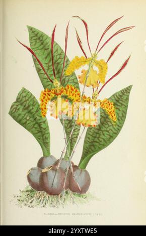 Les orchidées, Paris, J. Rothschild, 1880, Europa, Orchideen, Orchideenkultur, Psychopsis krameriana, die Illustration zeigt eine lebhafte Darstellung einer tropischen Orchidee mit ihren auffälligen gelben und orangen Blüten, die mit komplizierten Mustern verziert sind. Diese Blüten entstehen aus hohen, schlanken Stämmen, die sich anmutig nach oben erstrecken. Im Vordergrund sind die Wurzelwurzeln dargestellt, die sich gegen üppige, große grüne Blätter mit dekorativem Muster stellen. Die Gesamtkomposition unterstreicht die exotische Schönheit der Orchidee und ihren natürlichen Lebensraum und betont die komplizierten Details der Blumen und des Laubs. Stockfoto