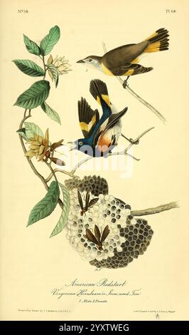 The Birds of America New York J.B. Chevalier 1840-1844 Birds North America Pictorial Works John James Audubon setophaga ruticilla John James Audubon Ornithologie Botanikbaum Muscicapa ruticilla amerikanischer Rotstarteisenholzbaum amerikanische Hophornbuche Taxonomie: Trinomial = ostrya virginiana ostrya virginiana ostrya virginiana, die Illustration zeigt einen amerikanischen Rotstartbaum, der das lebendige Gefieder der männlichen und weiblichen Vögel zeigt. Das Männchen wird in einer dynamischen Pose dargestellt, die auf einem Ast thront und seine markante orange-blaue Färbung zeigt, während das Weibchen dezent in Gelbtönen gefärbt ist Stockfoto