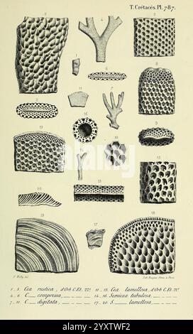 Paléontologie francaise, Paris, Chez l'auteur, 1840-1894, Frankreich, Paläontologie, Jura, Tertiär, Kreidezeit, Paläobotanik, Fossilien von Weichtieren, Seeigeln, Fossilien, Fossilien, diese Illustration zeigt eine Vielzahl von detaillierten, wissenschaftlichen Darstellungen von Korallen und anderen wirbellosen Meerestieren. Die Anordnung umfasst zahlreiche markierte Exemplare, die jeweils unterschiedliche Texturen und Strukturen aufweisen, wie poröse Oberflächen und Verzweigungsformen. Die Nummern neben den einzelnen Exemplaren dienen als Referenz für die Identifizierung und geben verschiedene Arten oder Klassifizierungen an. Die Gesamtkomposition betont den Taucher Stockfoto