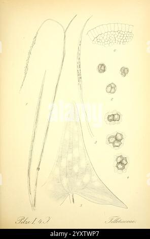 Prof. Dr. Thome's Flora von Deutschland, Österreich und der Schweiz, in Wort und Bild, für Schule und Haus, mit Tafeln von Walter Müller. Gera-Untermhaus, F.E. Kühler, 1886-1934. österreich, Botanik, Kryptogamia, Kryptogamen, Floras, deutschland, Pflanzen, schweiz, Pilze, die Abbildung zeigt eine detaillierte Untersuchung verschiedener botanischer Elemente der Familie Tilletiaceae. Er weist eine schlanke, grasartige Struktur in vertikaler Ausrichtung auf, neben einem breiteren Blatt, das durch einzigartige Markierungen gekennzeichnet ist. Darüber befinden sich komplizierte Formen, die an Sporenansammlungen oder Pollenkörner erinnern, die jeweils nummeriert sind Stockfoto