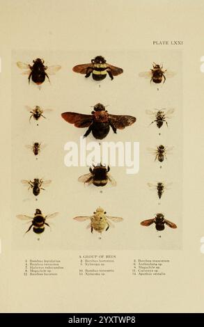 Insecte, Life, London, A. & C. Black, Ltd, 1921, Arthropoda, Entomologie, Laborhandbücher, Arthropod, Eine detaillierte Illustration, die eine Vielzahl von Bienenarten zeigt und deren Besonderheiten und Merkmale hervorhebt. Die Anordnung umfasst eine Auswahl von Bienen aus verschiedenen Winkeln, die einen Vergleich von Körperformen, Größen und Markierungen ermöglichen. Jedes Exemplar ist nummeriert, mit einem begleitenden, beschrifteten Abschnitt am Ende, in dem die wissenschaftlichen Namen und Klassifizierungen aufgeführt sind, was die Vielfalt innerhalb der Gruppe unterstreicht. Diese visuelle Darstellung dient als Informationsquelle für Ident Stockfoto