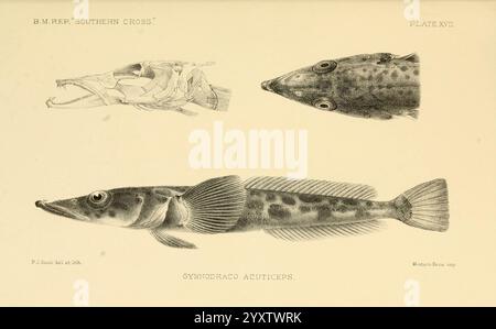 Bericht, auf, die, Sammlungen, von, natürlich, Geschichte, hergestellt, in, die, Antarktis, Regionen, während, während der Reise der Southern Cross, London, 1902, Antarktis, Botanik, Zoologie, Wissenschaft, Expeditionen, Süd, Kreuz, Schiff, diese Abbildung zeigt detaillierte Darstellungen von Fischen, die verschiedene Ansichten und anatomische Details zeigen. Im oberen Bereich wird der Kopf des Fischs in Nahaufnahme dargestellt, wobei seine einzigartigen Merkmale und Markierungen hervorgehoben werden. Unten betont die seitliche Ansicht des Fisches seinen langgestreckten Körper und seine Flossenstruktur. Außerdem ist ein anatomisches Diagramm enthalten, das die innere Struktur und Anatomie darstellt Stockfoto