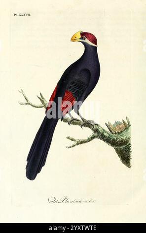 Eine allgemeine Geschichte der Vögel, Winchester England, gedruckt von Jacob und Johnson, für den Autor verkauft in London von G. und W.B. Whittaker [und 3 anderen], 1821–1828. Vögel, Bildwerke, Violetturaco, Tauracoviolaceus, Ein lebendiger tropischer Vogel thront elegant auf einem Zweig und zeigt ein markantes Gefieder. Der Körper hat einen tiefen violetten Farbton, der von leuchtend roten Abschnitten auf den Flügeln kontrastiert wird. Sein markanter Schnabel ist in kräftigem Gelb gehalten und ergänzt einen auffällig verzierten Kopf mit tiefroten Akzenten. Der Hintergrund ist sanft illustriert und unterstreicht den natürlichen Lebensraum des Vogels. Diese Ref Stockfoto