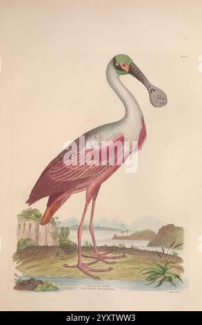 Illustrationen der amerikanischen Ornithologie von Alexander Wilson und Charles Lucien Bonaparte, Edinburgh, Frazer & Co, 1835, Birds, Vereinigte Staaten, Nordamerika, Bildwerke, Eine eindrucksvolle Darstellung eines Rosenlöffelschnabels, der seinen unverwechselbaren langen Hals und sein lebendiges Gefieder zeigt. Der Körper des Vogels zeigt einen wunderschönen Farbverlauf von blassrosa bis tieferen Rosetönen, mit einem besonders breiten, spatelförmigen Schaft, der in Grau- und Schwarztönen hervorgehoben wird. Im Hintergrund entfaltet sich eine ruhige Landschaft mit sanften Hügeln und Wasser, die auf einen friedlichen natürlichen Lebensraum hindeuten. Üppiges greene Stockfoto