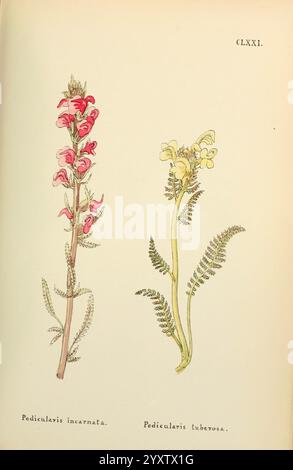 Flowers of the Engadine, Winchester, gedruckt für den Autor von Warren and Son, 1891, Engadine, Flowers, Pictorial Works, Pflanzen, Schweiz, die Abbildung zeigt zwei verschiedene Arten der Gattung Pedicularis, die nebeneinander dargestellt werden. Auf der linken Seite zeigt sich Pedicularis incarnata mit leuchtend roten Blüten und einem schlanken grünen Stiel, der seinen lebhaften Charakter widerspiegelt. Auf der rechten Seite ist Pedicularis tuberosa abgebildet, die sich durch ihre gelben Blüten und eine länger gezogene Struktur auszeichnet, begleitet von zarten farnartigen Blättern. Die botanischen Details verdeutlichen die einzigartigen Eigenschaften jeder Art, Stockfoto