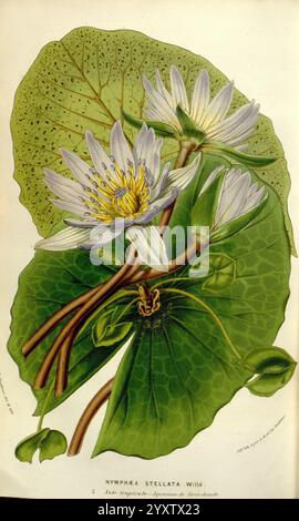 Flore des serres et des jardins de l'Europe A Gand, chez Louis van Houtte, éditeur, 1845-1880 Taxonomie: Family= Nymphaeaceae Nymphaea stellata Nymphaea nouchali Blauer Lotus Stern Lotus Blauer Stern Wasserlilie Blume Botany Histsciart, Eine schöne Illustration von Nymphaea stellata, allgemein bekannt als die Sternenlilie. Das Kunstwerk zeigt zarte weiße Blütenblätter mit gelben Mittelpunkten, umgeben von grünen Blättern, die anmutig auf der Wasseroberfläche schweben. Die komplizierten Details unterstreichen die natürliche Eleganz der Lilie und zeigen die einzigartige Struktur der Blüte und Blätter sowie die Stiele, die sich zusammensetzen Stockfoto