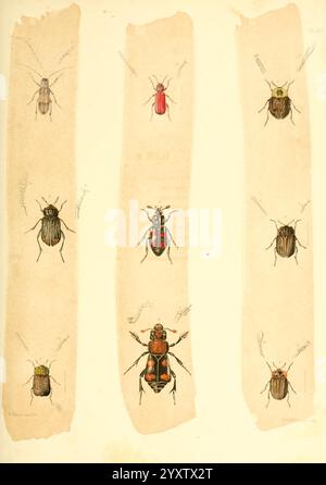 Naturgeschichte von New York Albany Putnam 1842-1894. Landwirtschaft, Botanik, Geologie, Naturgeschichte, Bundesstaat New York, Paläontologie, Zoologie, Insekten, Eine Sammlung von illustrierten Käfern, angeordnet in vertikalen Säulen, die verschiedene Arten zeigen. Jeder Käfer ist in komplizierten Details dargestellt und hebt seine unterschiedlichen Farben, Muster und physikalischen Eigenschaften hervor. Einige haben kunstvolle Markierungen, andere zeigen kräftige Farbtöne, begleitet von wissenschaftlichen Anmerkungen und Namen daneben. Die Gesamtzusammensetzung unterstreicht die Vielfalt der Käfer-Morphologie und ist somit eine informative Referenz für Entomol Stockfoto