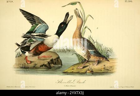 Die Vögel, von Amerika, New York, J. B, Chevalier, 1840-1844, Birds, North, Amerika, John, James, Audubon, Bild, Werke, Anas, Clypeata, Eine detaillierte künstlerische Darstellung zeigt zwei verschiedene Arten von Enten. Die erste Ente, die mit einer dezenten Färbung dargestellt ist, schwimmt elegant direkt unter der Wasseroberfläche, wo die aquatische Vegetation sichtbar ist. Die zweite Ente, die sich durch ein lebhaftes Gefieder auszeichnet, wird in einer dynamischen Pose dargestellt, möglicherweise in der Mitte des Tauchgangs oder beim Start, mit detailreichen Federn mit Farben von tiefem Grün bis warmem Braun und auffälligen weißen Akzenten. I Stockfoto