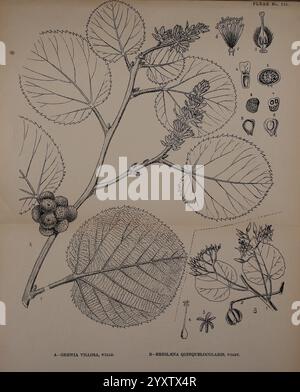 Indische Heilpflanzen, Bahadurganj, Indien, Sudhindra Nath Basu, Panini Büro, 1918, Indien, Botanical Medical, die Illustration zeigt eine detaillierte botanische Studie von Grewia villosa, die einen Zweig mit seinen charakteristischen Blättern und Obstgruppen zeigt. Neben dem Hauptzweig befinden sich verschiedene kleinere Zeichnungen, die die Blütenstruktur, die Fruchtanatomie und die Fortpflanzungsteile der Pflanze darstellen. Jede Komponente ist sorgfältig gekennzeichnet und bietet einen umfassenden Überblick über die Morphologie der Pflanze, wobei sowohl das Laub als auch die floralen Eigenschaften hervorgehoben werden. Das Layout ist informativ Stockfoto