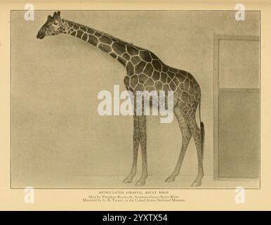 Lebensgeschichten afrikanischer Wildtiere, New York, C. Scribner's Sons, 1914, Africa, Osten, Giraffe, Säugetiere, Netzgiraffe, Giraffidae, Giraffa camelopardalis reticulata, Eine hohe Giraffe, steht anmutig und zeigt ihren charakteristischen langen Hals und das gemusterte Fell aus unregelmäßigen hellen und dunklen Flecken. Die Eleganz seiner langen Beine trägt zu seinem majestätischen Aussehen bei. Die Kulisse bietet ein einfaches Gehäuse, das die beeindruckende Höhe und den einzigartigen Körper der Giraffe unterstreicht. Das Tier blickt ruhig und verkörpert die heitere Präsenz, die oft mit diesen sanften Riesen der afrikanischen Savanne verbunden ist. Stockfoto