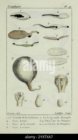 Atlas des zoophytes, Paris, Roret, libraire rue Hautefeuille, au Coin de celle du battoir, annelida, Atlanten, Cnidaria, Echinodermata, Aale, Helminthen, Würmer, die Illustration zeigt eine Reihe detaillierter wissenschaftlicher Zeichnungen verschiedener Arten, wahrscheinlich Zoophyten und anderer Meeresorganismen. Jeder nummerierte Eintrag zeigt unterschiedliche Formen, Strukturen und Texturen dieser Organismen. Die ersten zeigen langgezogene, klobenartige Formen, während nachfolgende Einträge Merkmale wie Tentakel und Anhängsel hervorheben. Die unteren Abbildungen bieten Nahansichten bestimmter anatomischer Details, einschließlich Stockfoto