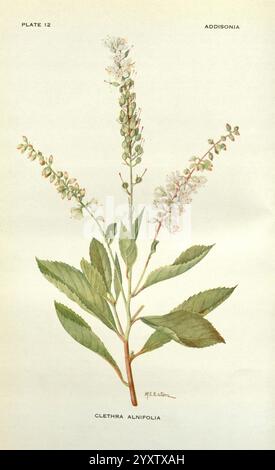 Addisonia, New York, New York Botanical Garden, 1916-1964, Zeitschriften, Bildwerke, Pflanzen, USA, Blumenzeitschriften, Addison Brown Fund, Pflanzen der Neuen Welt, wissenschaftliche Blumenillustrationen, botanische Illustration, Clethra alnifolia, Mary Emily Eaton, die Illustration zeigt die Clethra alnifolia, allgemein bekannt als süßer Pfeffer oder Sommersüß. Diese Pflanze ist mit langen Blütentrauben dargestellt, die mit kleinen weißen Blüten verziert sind, die zarte Blütenblätter zeigen. Das Laub enthält breite, glänzend grüne Blätter, die abwechselnd entlang des Stiels angeordnet sind. Die Gesamtzusammensetzung Stockfoto