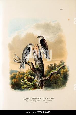 Die Raubvögel Deutschlands und des angrenzenden Mitteleuropas, Cassel, Germany, Verlag von Theodor Fischer, 1876, Germany, Greifvögel, Falknerei, Osteuropa, der schwarze Drachen, Elanus caeruleus, zwei elegante Vögel sitzen auf einem verwitterten Baumstumpf, deren markantes Gefieder Grau und Schwarz zeigt. Die Vögel, die als Elanus melanopterus identifiziert werden, zeigen mit ihren scharfen Augen und ihrer ausgeglichenen Haltung ein unverwechselbares Aussehen. Sie umgeben von einem sanft gerenderten natürlichen Hintergrund, der auf einen ruhigen Lebensraum voller üppiger Vegetation und sanftem Himmel hinweist. Die Szene fängt das Wesen des Vogels ein Stockfoto