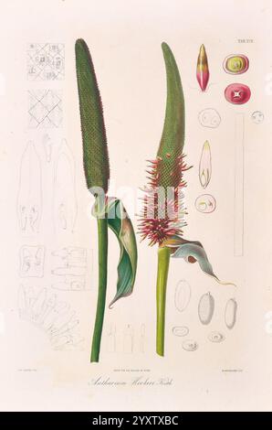 Icones Aroidearum, Vindobonae, 1857, araceae, Bildwerke, Aroiden, Anthurium hookeri, diese detaillierte botanische Illustration zeigt die Pflanze Anthurium hookeri, die ihre charakteristischen Blütenstände und die langen Blätter zeigt. Im Vordergrund stehen zwei markante Blütenstängel mit ihren einzigartigen, lang gestreckten Blumenstrukturen. Die Hauptdarstellung umgibt verschiedene detaillierte Skizzen der anatomischen Merkmale der Pflanze, darunter Querschnitte und einzelne Blütenbestandteile. Diese komplizierten Zeichnungen heben die Textur und Form der Pflanze hervor und bieten einen umfassenden Überblick über ihre Biologi Stockfoto